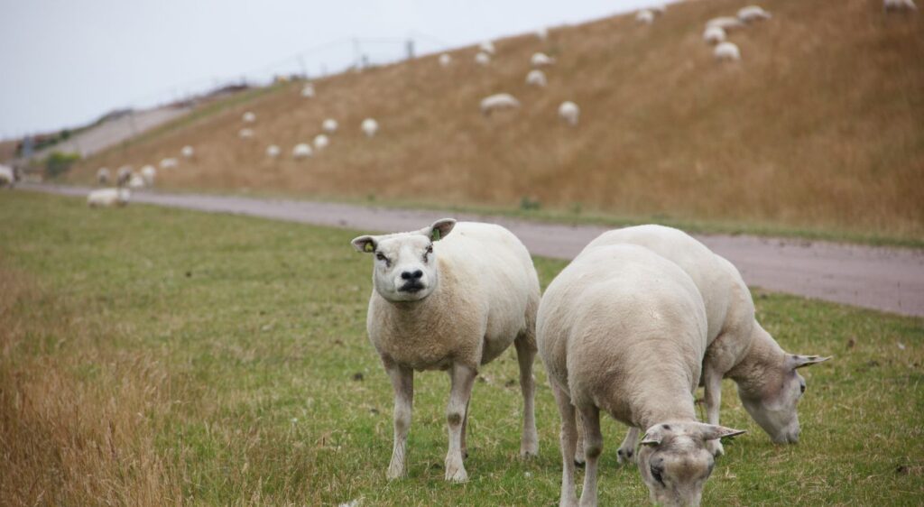 mouton Texel