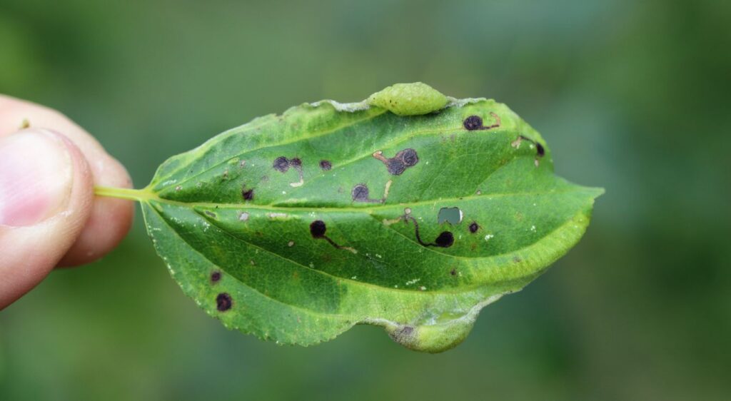 nerprun purgatif maladies