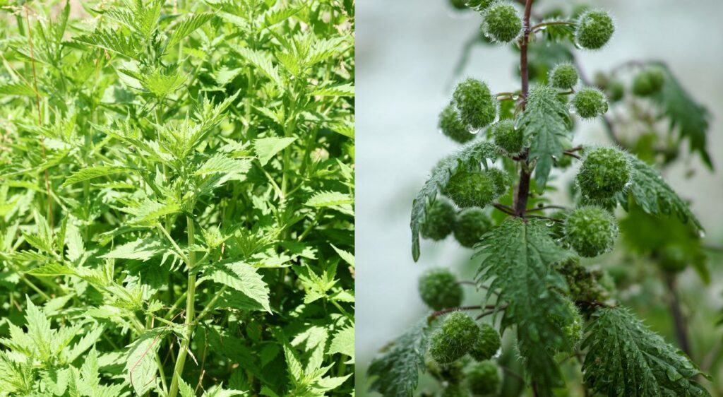 urtica ferox et urtica pilulifera