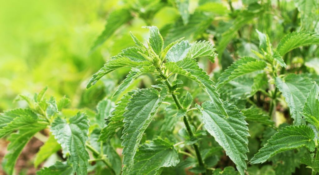 l hérissée ou ortie brûlante