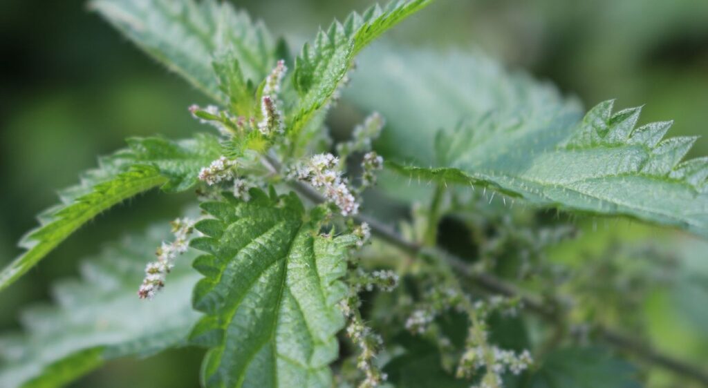 ortie brûlante fleurs