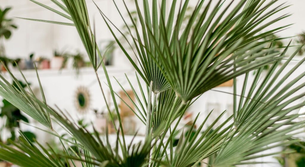 Palmier d’intérieur entretien
