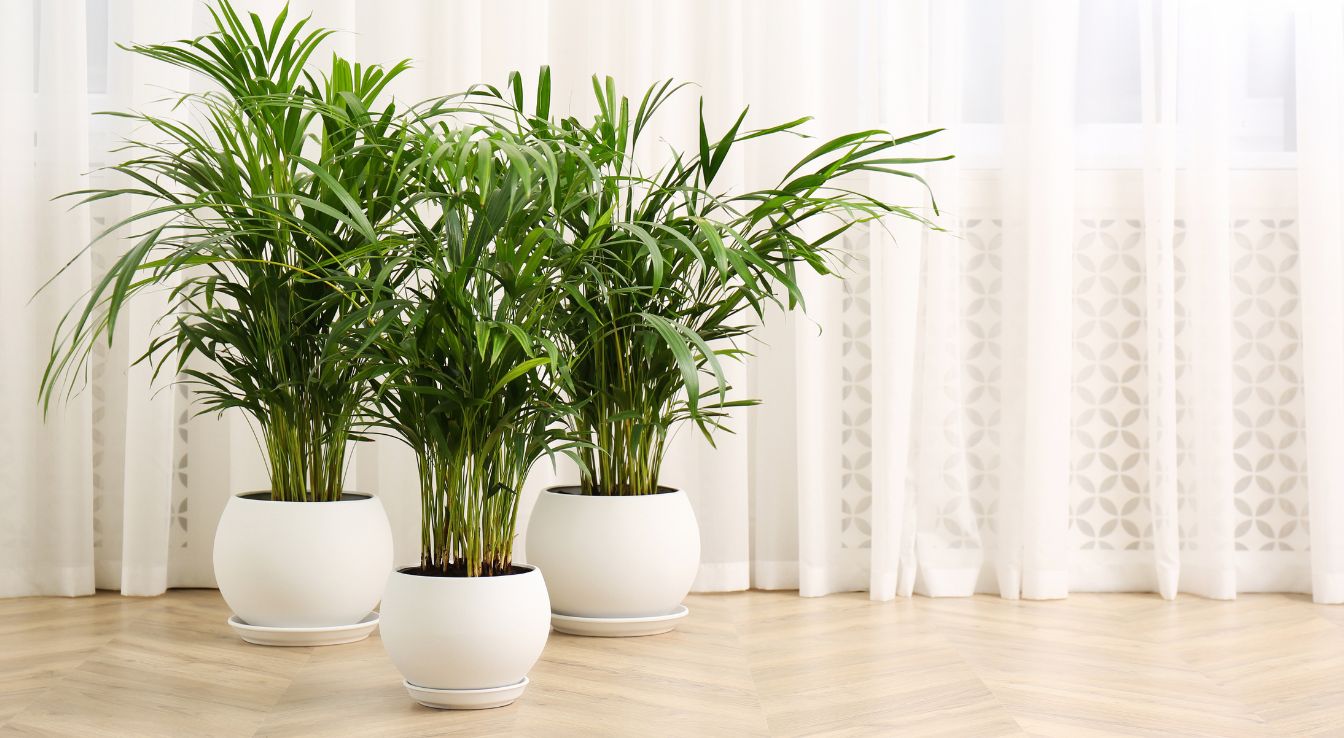 Palmier d’intérieur