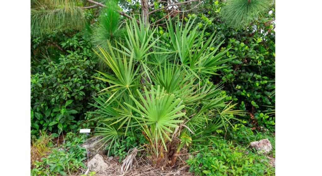 palmier nain Serenoa repens