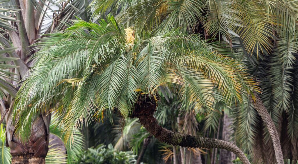 Palmier nain Phoenix roebelenii