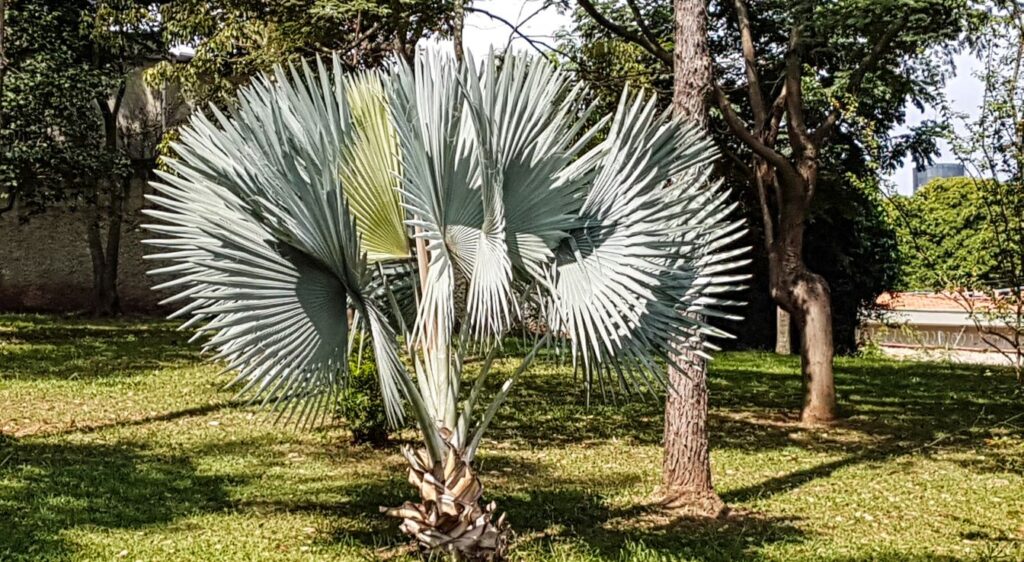 palmier nain Sabal minor