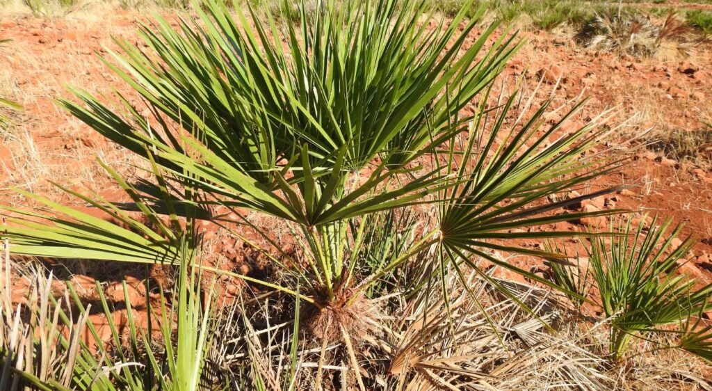 palmier nain Chamaerops humilis