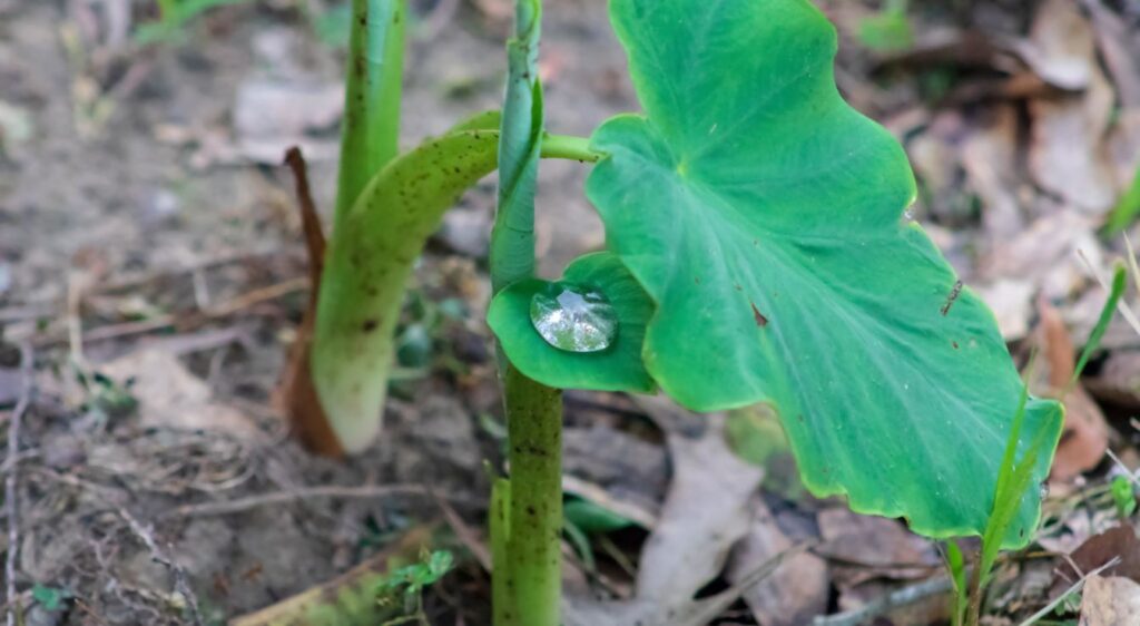plante des oreilles d'éléphant
