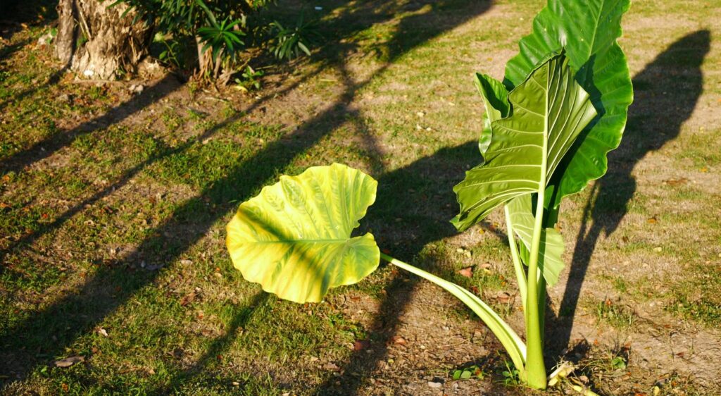 plante des oreilles d'éléphant