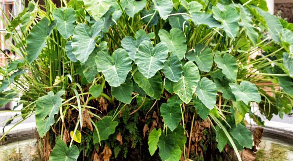 plante des oreilles d'éléphant