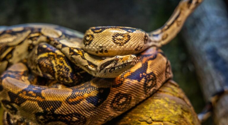 Python Royal : Caractéristiques Et Comportement Détaillés