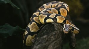 Royal Python Outlines Python Royal : Caractéristiques Et Comportement Détaillés