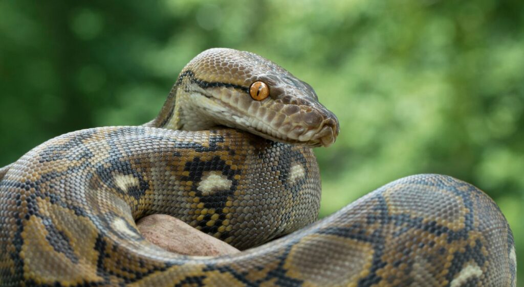 Python Royal : Caractéristiques Et Comportement Détaillés
