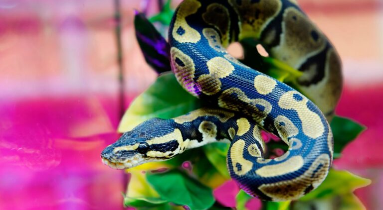 Python Royal : Caractéristiques Et Comportement Détaillés