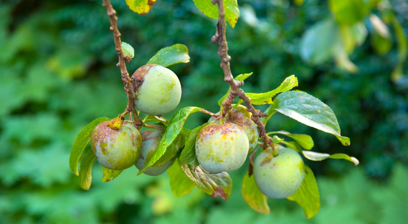 prunier Reine Claude