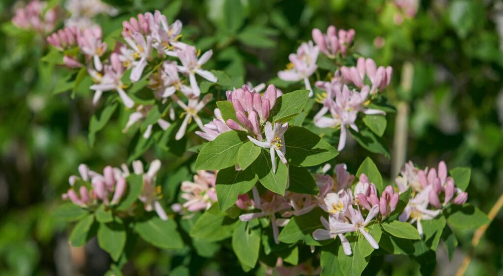 rhamnus frangula fleurs