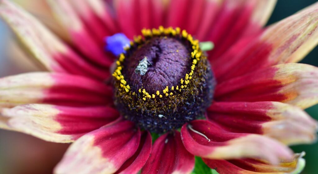 rudbeckia pourpre​

