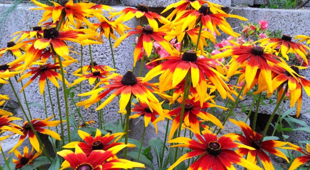 plants rudbeckia