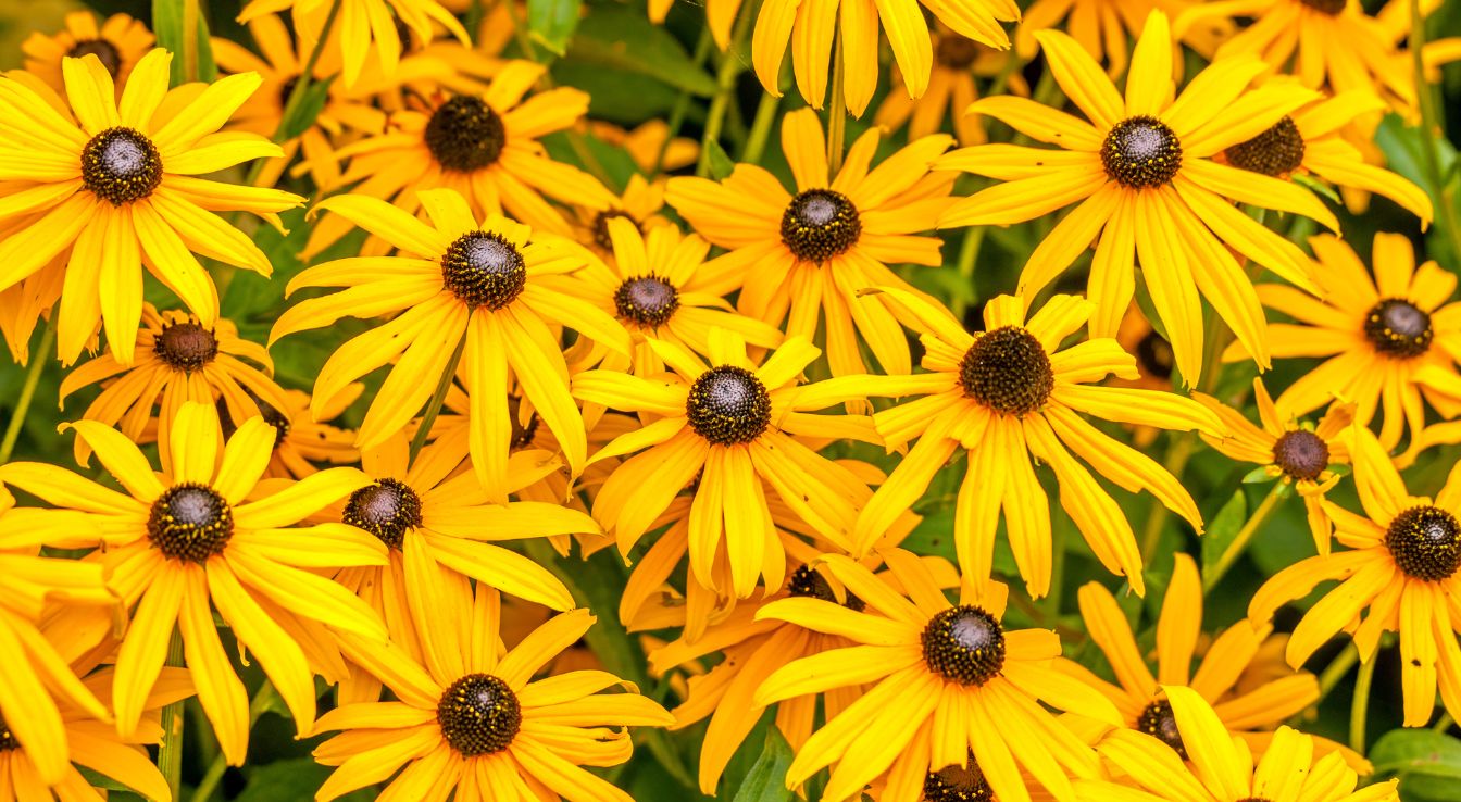 rudbeckia fulgida