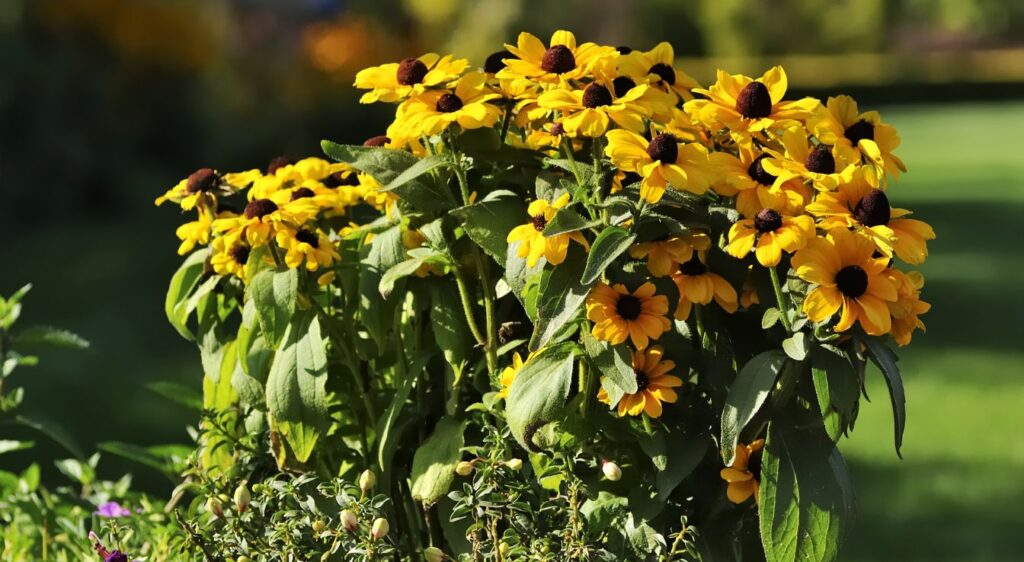 Planter rudbeckia fulgida