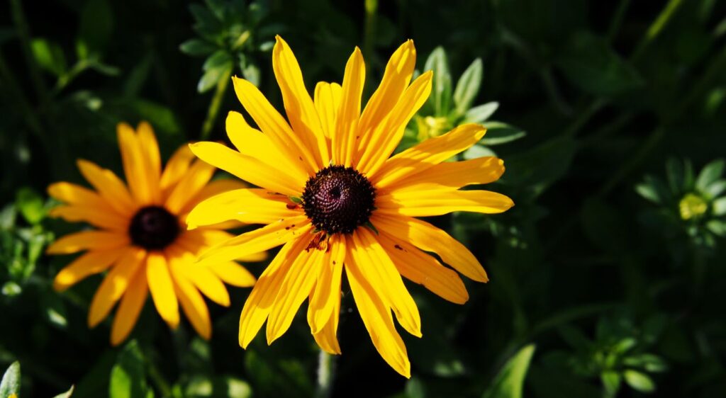 rudbeckia fulgida entretien