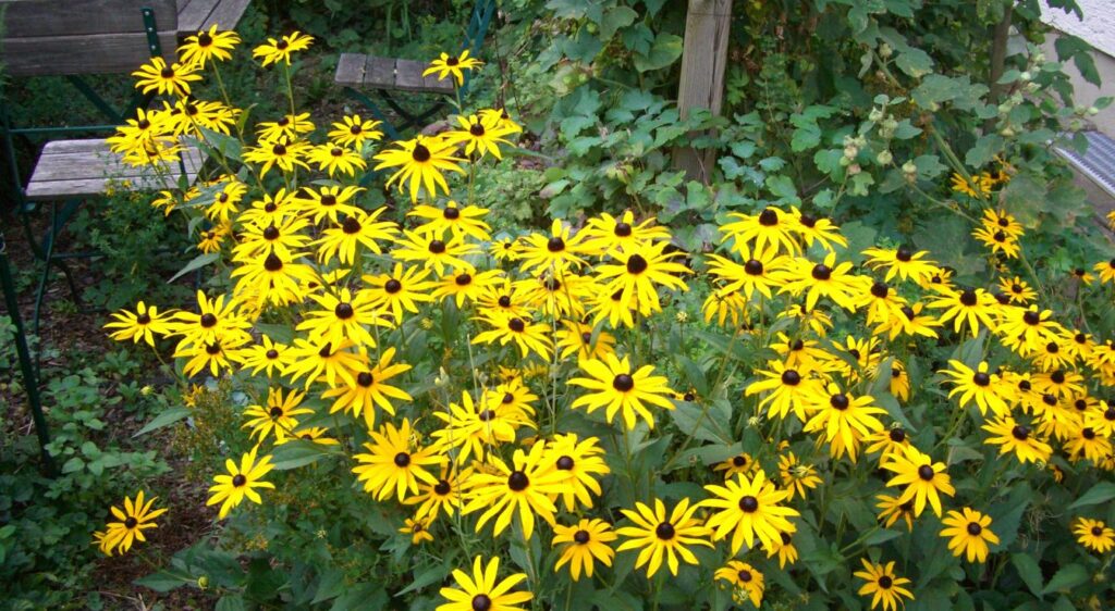 rudbeckia fulgida fulgida