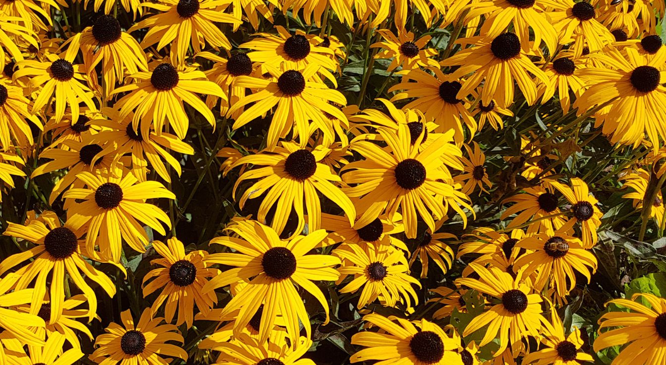 rudbeckia hirta fleur