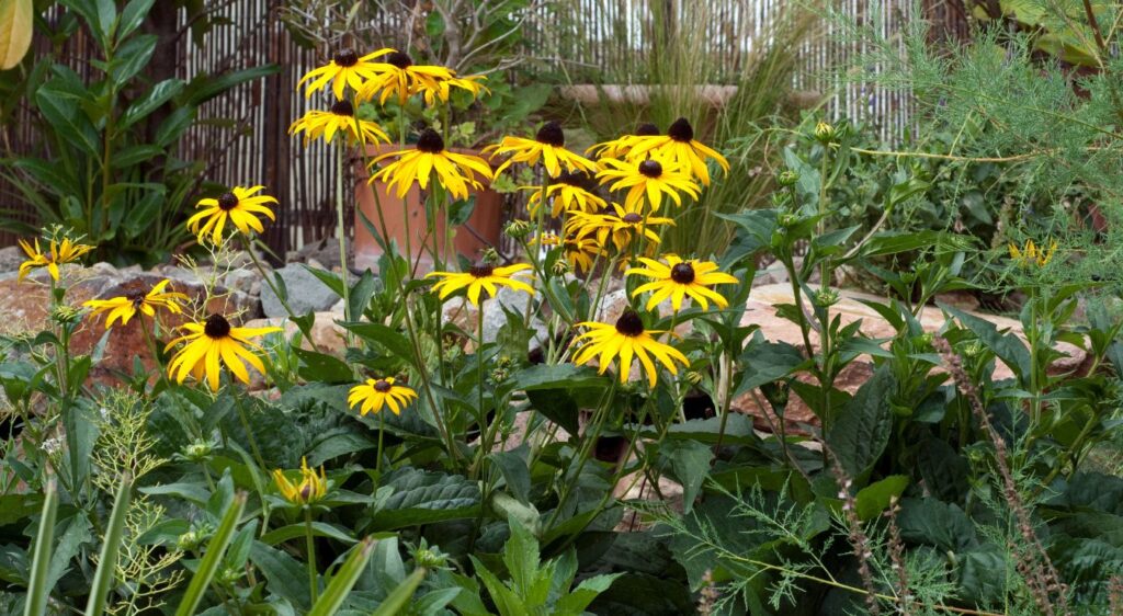planter rudbeckia hirta