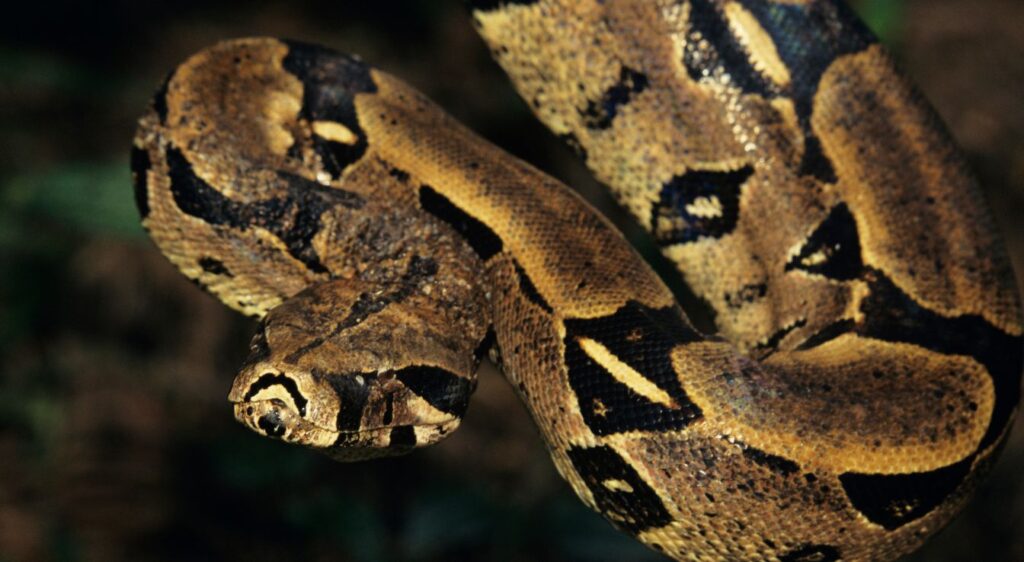 serpent boa constrictor