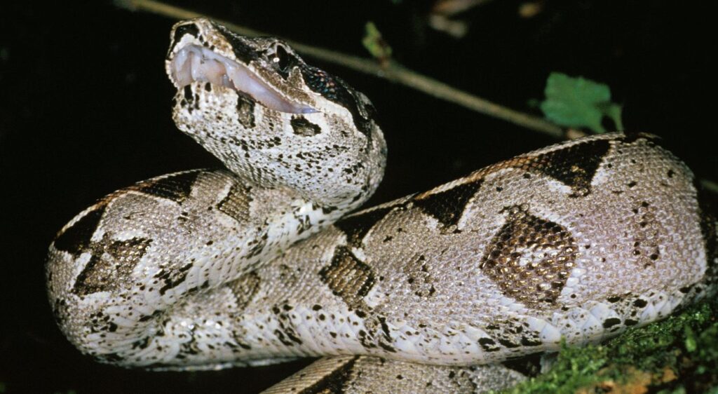 serpent boa constrictor
