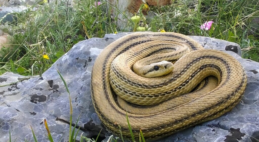 serpent tricot rayé