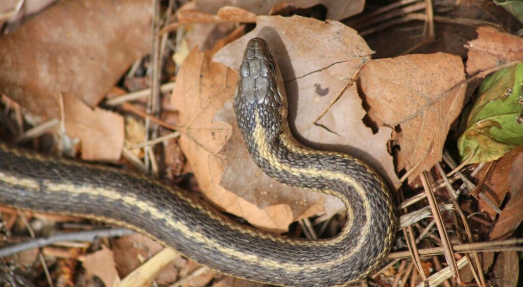 serpent tricot rayé