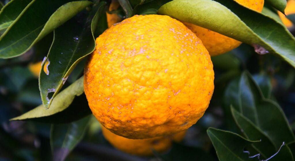 citrus sudachi