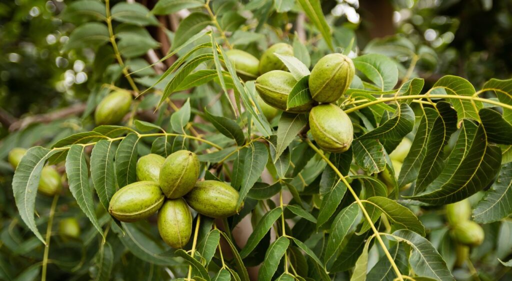 noix de pécan arbre