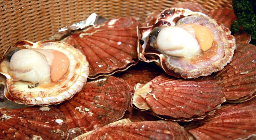 coquille st jacques à la bretonne
