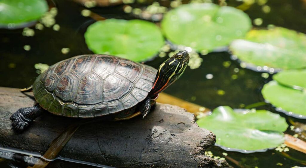 tortues aquatiques