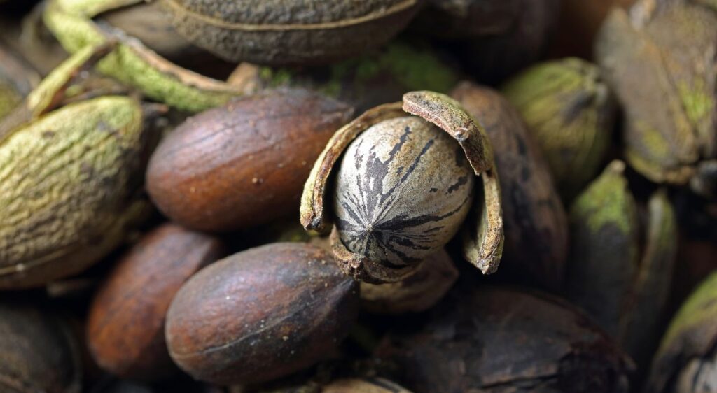 noix pécan
