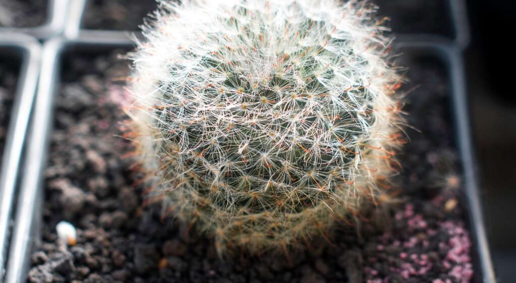 cactus mammillaria