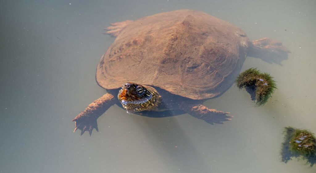 tortues aquatiques