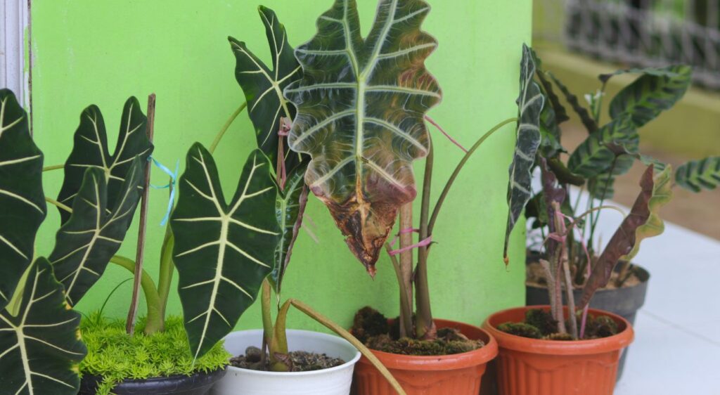 Alocasia amazonica