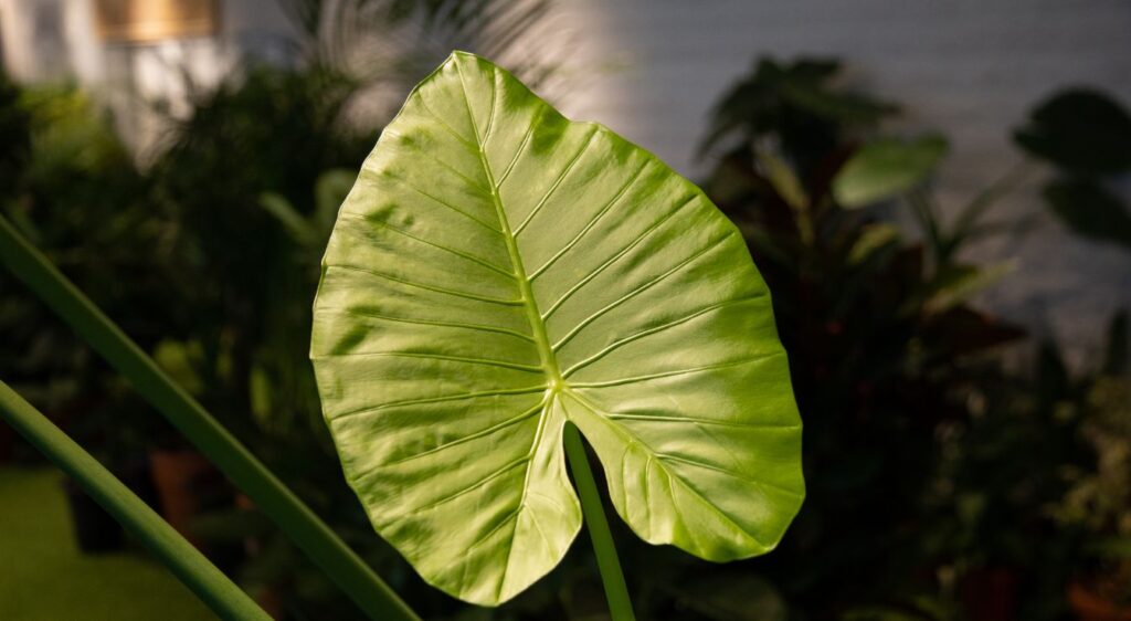 Alocasia macrorrhiza fleur