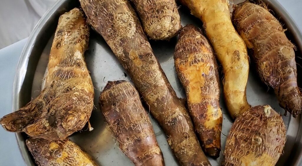 Alocasia macrorrhiza racine