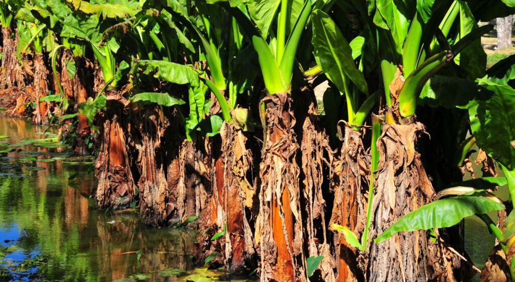 Alocasia macrorrhiza plant