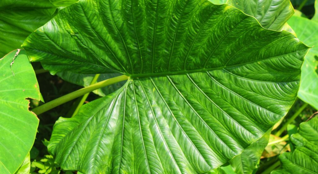 alocasia odora plant