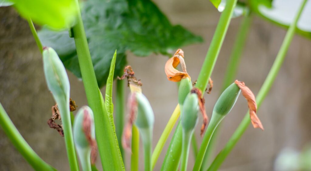 alocasia odora