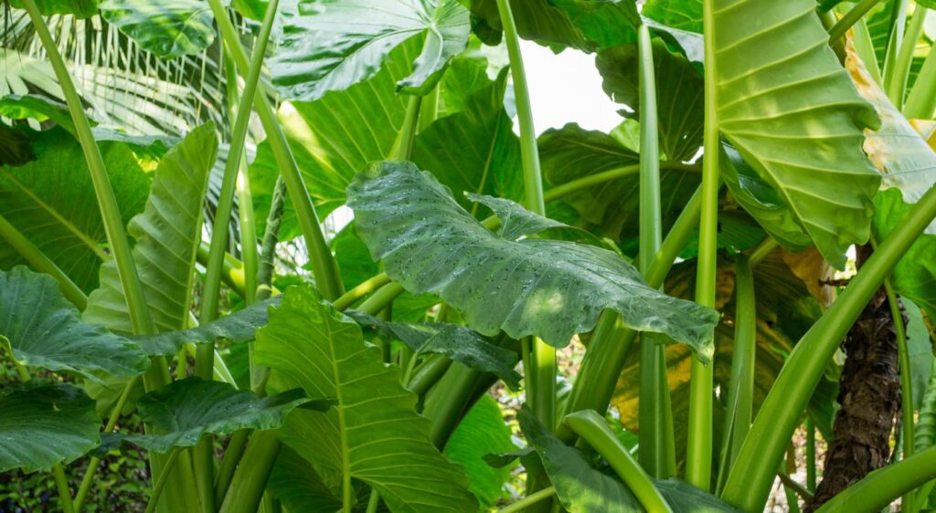 alocasia odora plant