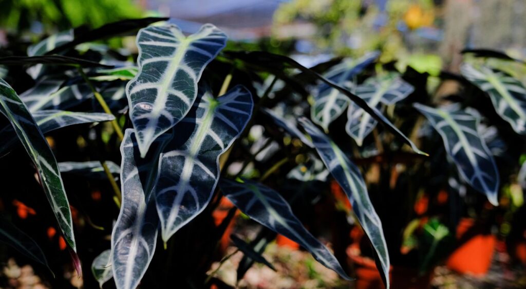 Alocasia sanderiana