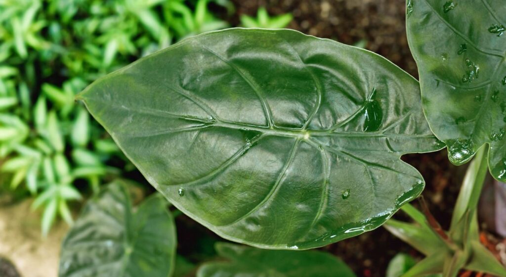 Alocasia wentii feulle