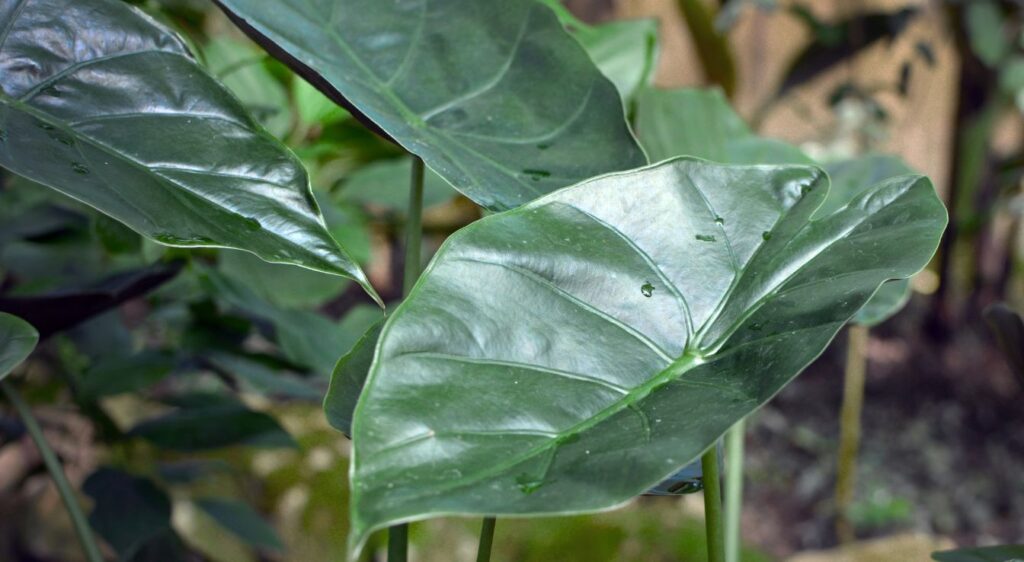 plant Alocasia wentii