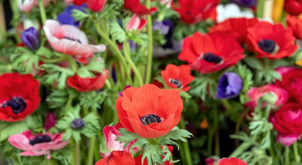 entretien Anemone coronaria